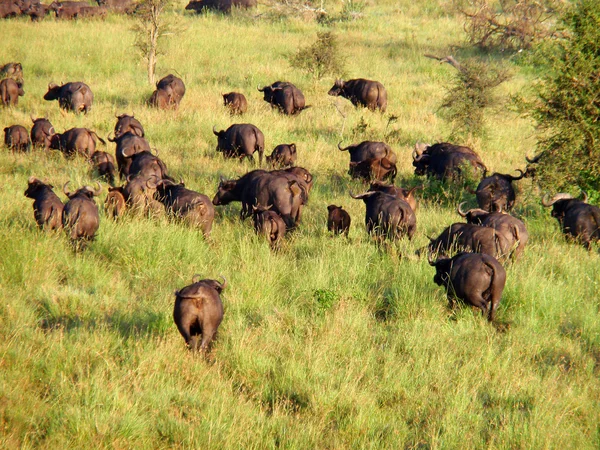 stock image Wild Animals in Africa