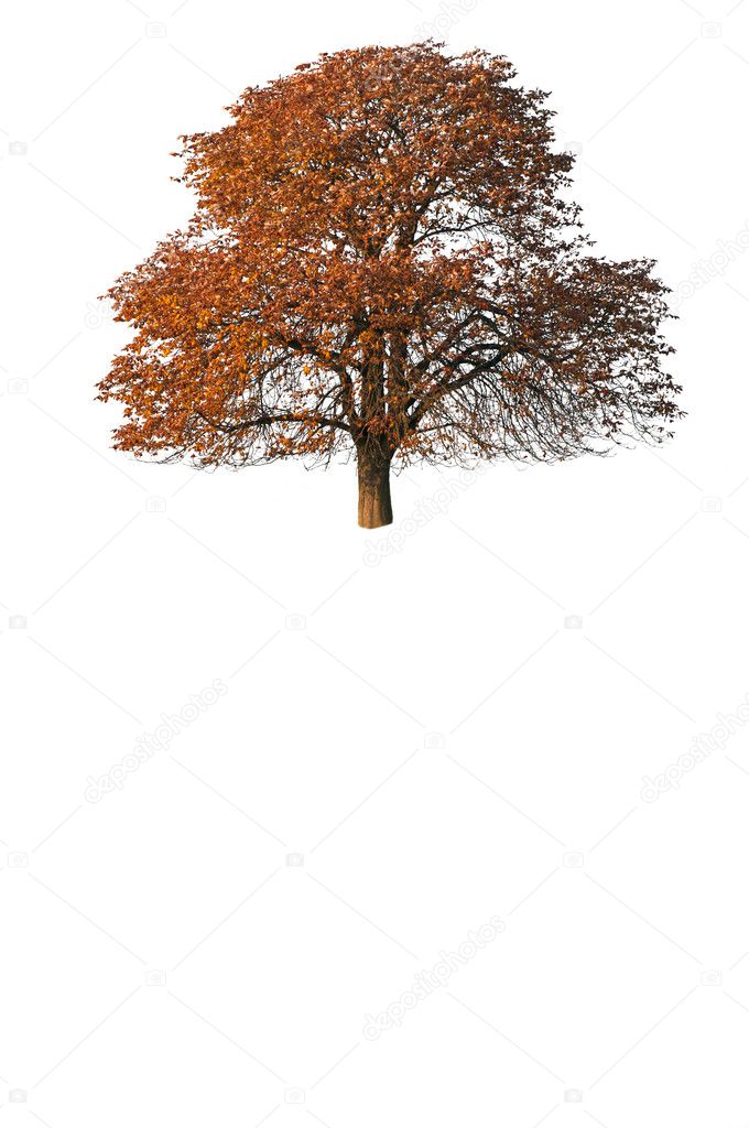 Isolated Autumn Tree