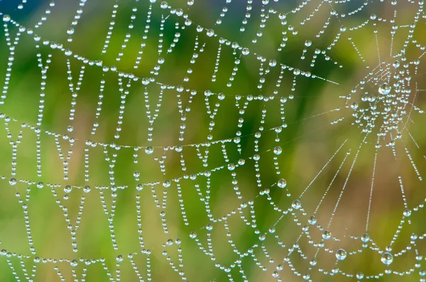 Бісерні павутиння — стокове фото