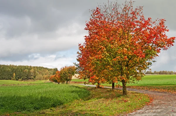 Sonbahar ağaçlarının yol — Stok fotoğraf