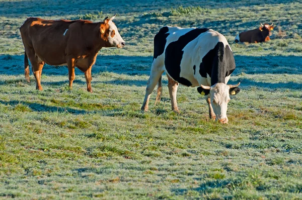 Vacas en un campo —  Fotos de Stock
