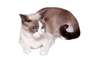 Snowshoe Cat clipart