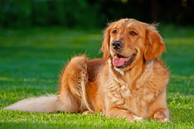 Golden Retriever clipart