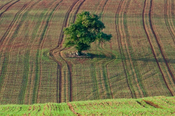 Tree on a Field — Stock Photo, Image