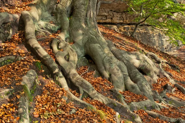 stock image Tree Roots