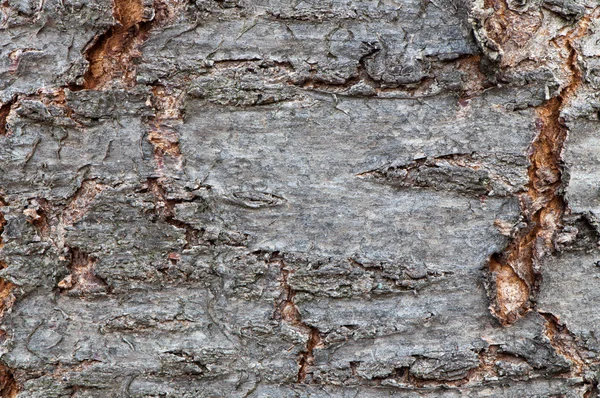 Cascas de árvores — Fotografia de Stock