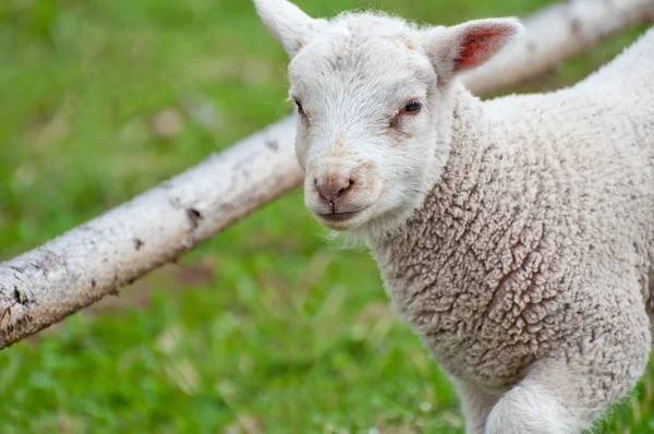 可愛い子羊 — ストック写真