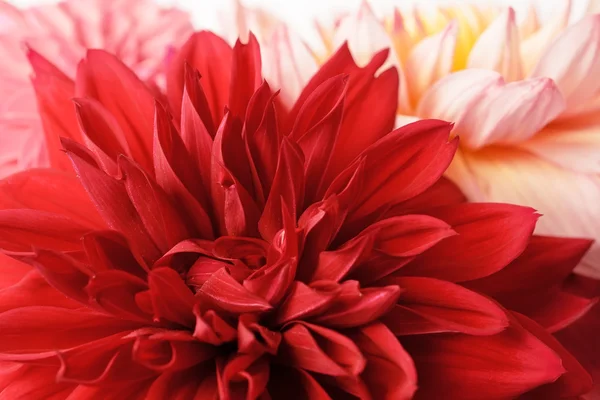 stock image Beautiful red flower