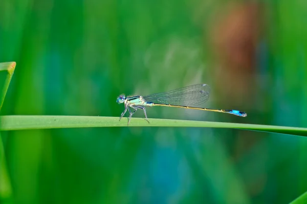 Dragonfly on a blade — Stock Photo, Image