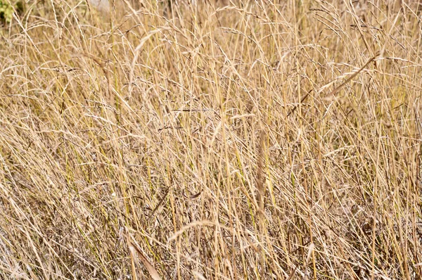 stock image Faded grass