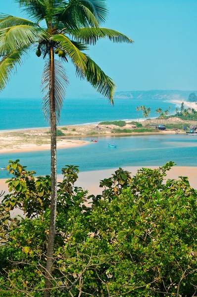 Пляж в Индии и кокосовая пальма Стоковое Изображение