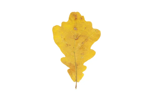 Zářivě žluté podzimní dubový list detailní záběr na bílém pozadí — Stock fotografie