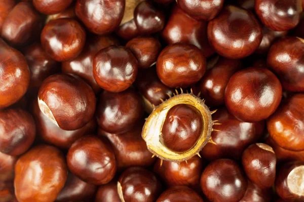 Många vackra glänsande brun kastanjer som textur — Stockfoto