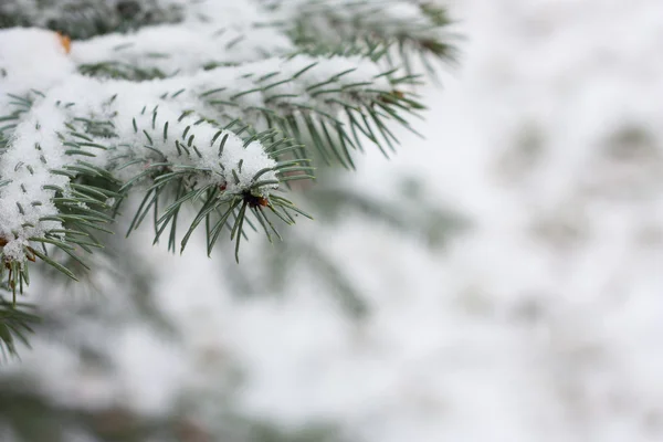 雪で小ぎれいなな枝 ストック画像