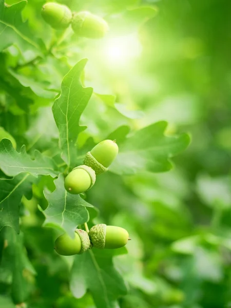 Foglie di quercia verde e ghiande — Foto Stock