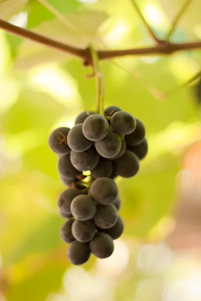 Dojrzałe winogrona — Zdjęcie stockowe