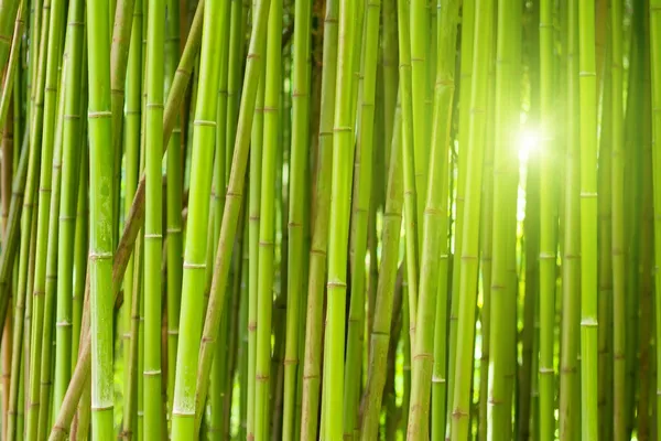 Grüner Bambuswald — Stockfoto