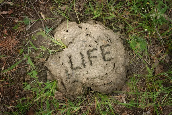 A vida é ... — Fotografia de Stock