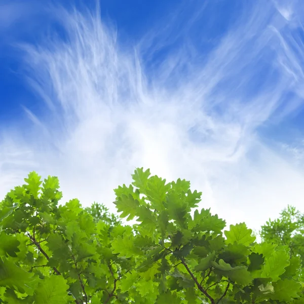 Зелене листя, блакитне небо — стокове фото