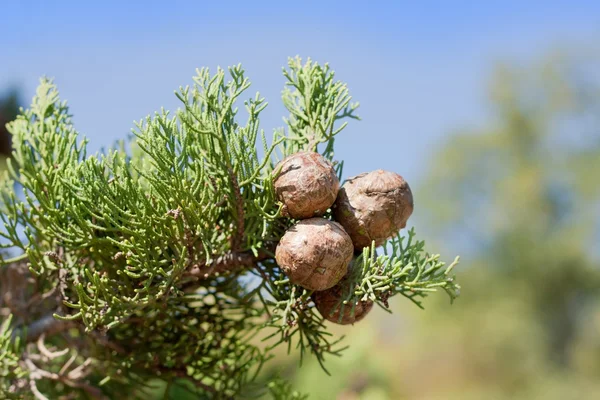 stock image Cypress branch with cones