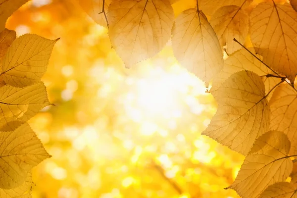 秋天太阳 — 图库照片