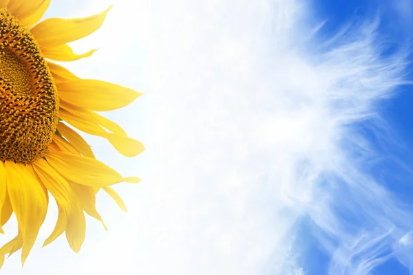 Stock image Sunflower