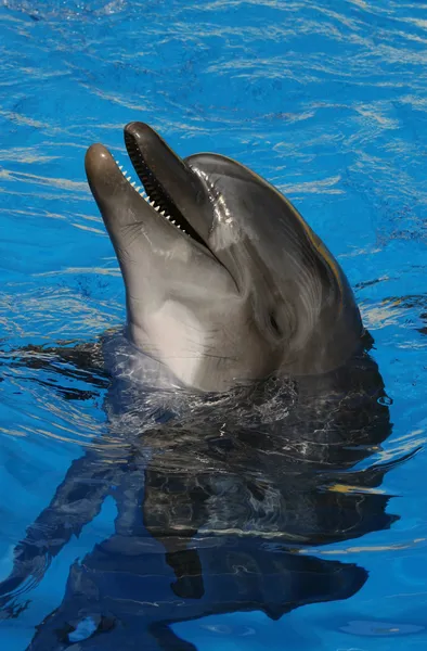 Sonrisa de un delfín . Fotos de stock libres de derechos