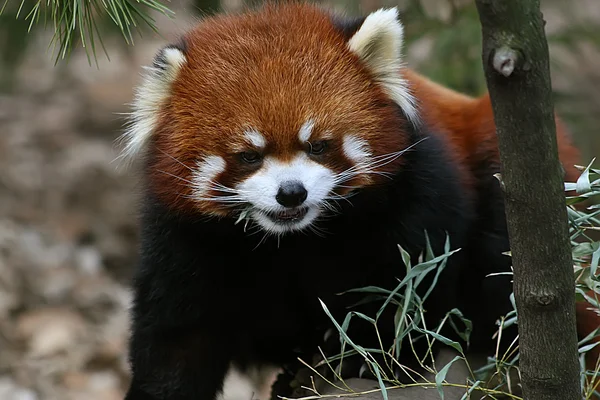 stock image Red Panda 3