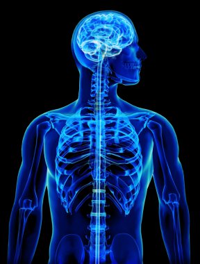 X-ray with brain and spinal cord concept clipart