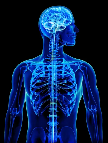 Röntgen med hjärnan och ryggmärgen koncept — Stockfoto