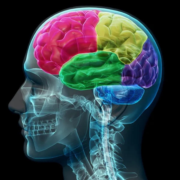 Färgade delar av en manlig mänskliga hjärnan — Stockfoto