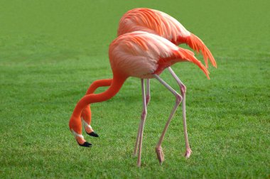 Flamingos clipart