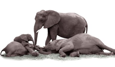 Elephant Family clipart