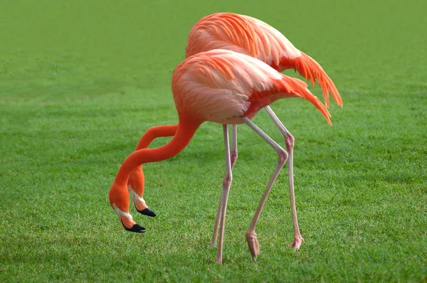 stock image Flamingos