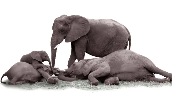 Elephant Family — Stock Photo, Image