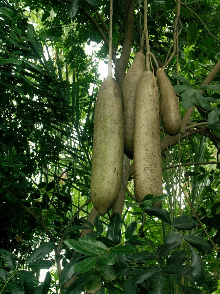 stock image Sausage tree fruits