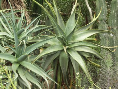 Aloe, kaktüs