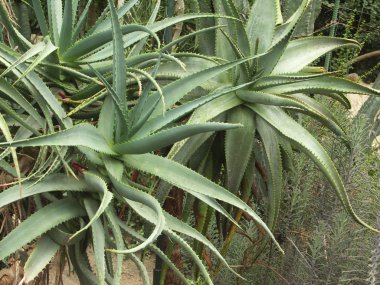 Aloe, kaktüs