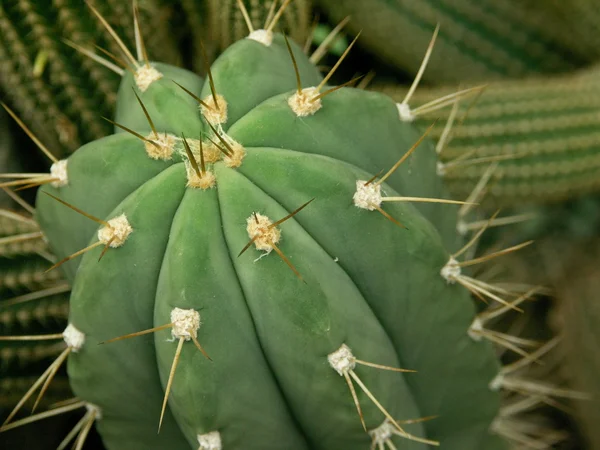 stock image Cactus