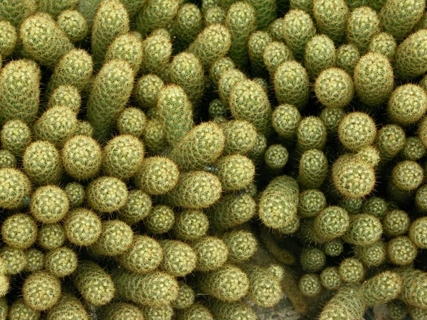 Cactus — Photo