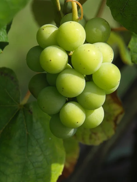 stock image Bunch of grapes