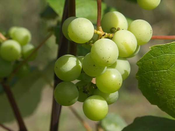 stock image Bunch of grapes