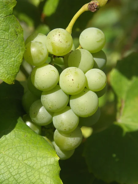 stock image Bunch of grapes