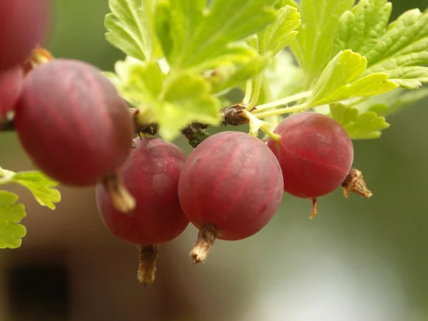 Red gooseberry Stock Picture