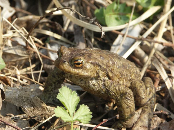 Frog on nature — Stock Photo, Image