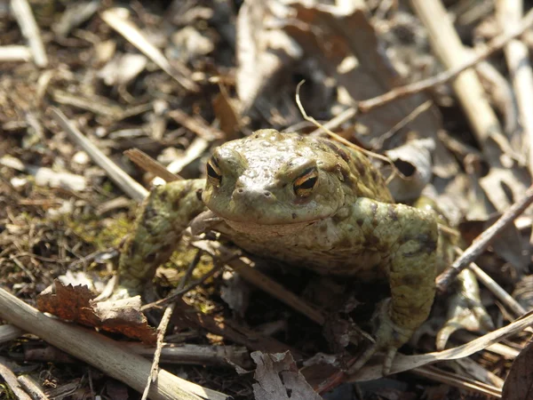 Žába na přírodu — Stock fotografie