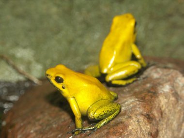 Golden poison frog clipart