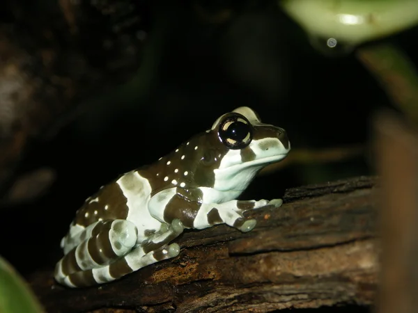 Amazon milky frog — Stock Photo, Image