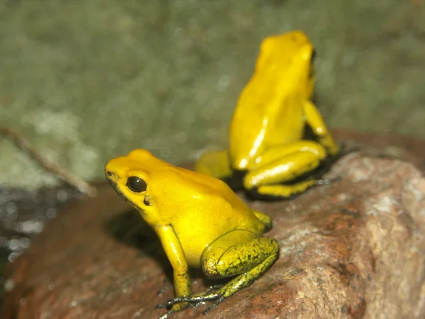 Golden poison frog Stock Picture