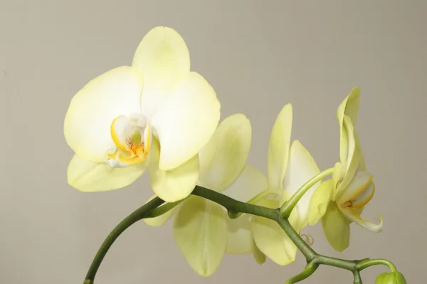 Orquídea —  Fotos de Stock